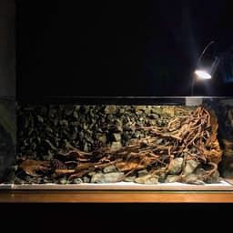 Layout Vách Suối Ver.3 | Nền Đá Nham Xanh Phù Hợp Chơi Bể Biotop, Blackwater | RF Aquarium 3