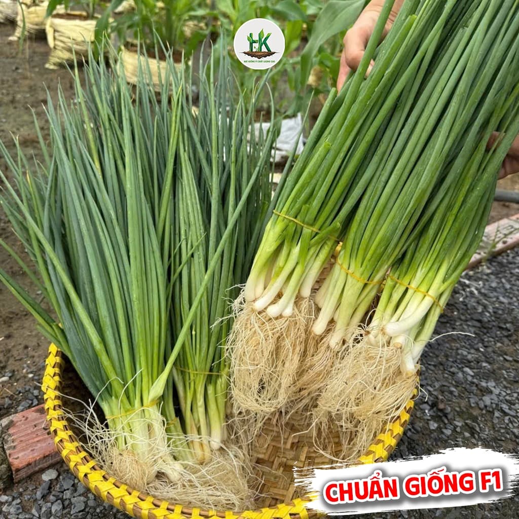 Hạt giống Hành Lá 4 Mùa - GÓI 550 HẠT, Siêu Đẻ Nhánh, Chịu Nhiệt Tốt, Trồng Quanh Năm - Hạt Giống Nhà Nông