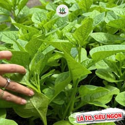 Hạt Giống Mồng Tơi F1 Lá To, Dễ Trồng Quanh Năm - Gói 800 Hạt - Hạt Giống Nhà Nông 1