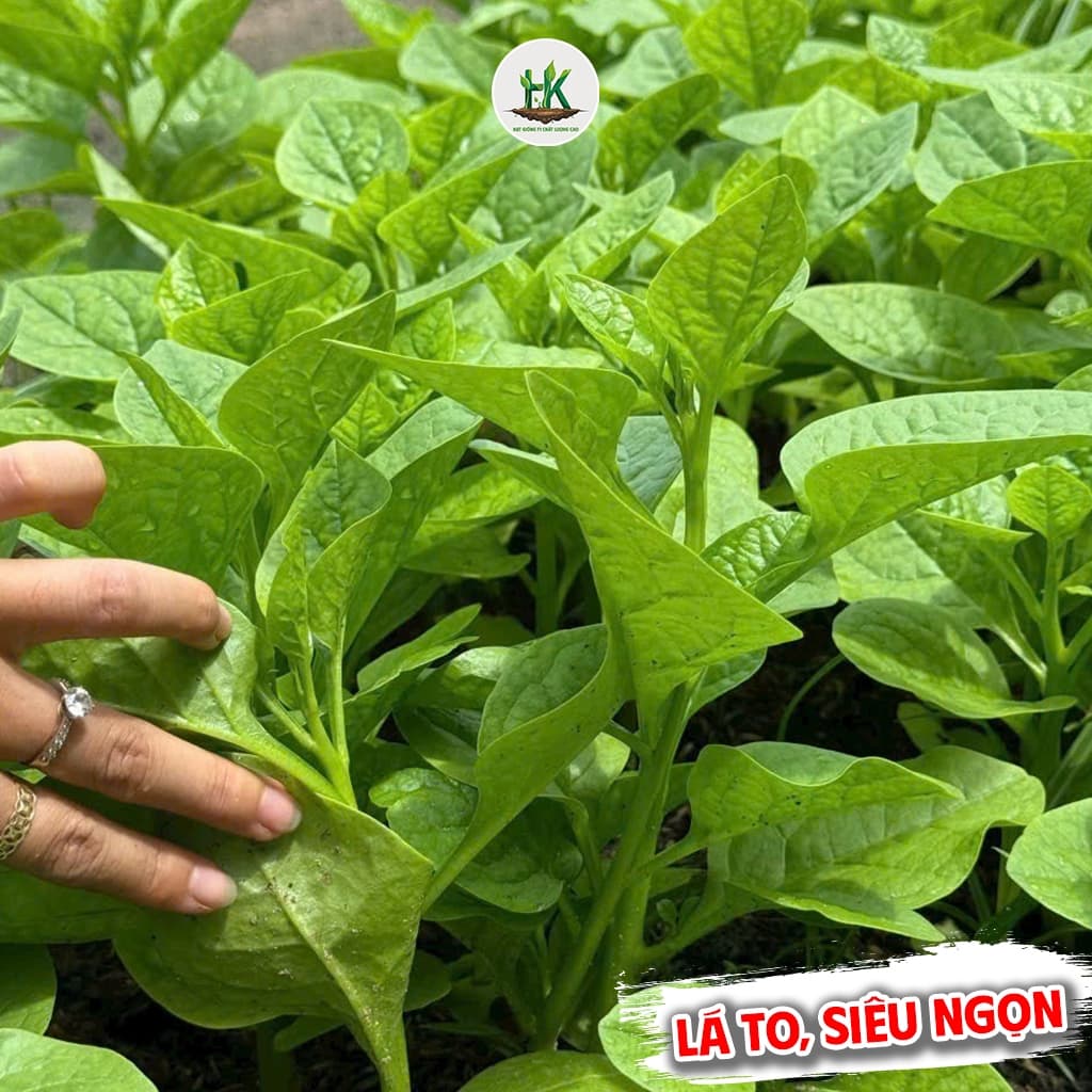 Hạt Giống Mồng Tơi F1 Lá To, Dễ Trồng Quanh Năm - Gói 800 Hạt - Hạt Giống Nhà Nông