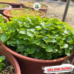 Hạt giống Rau Càng Cua F1 Siêu Dinh Dưỡng (GÓI~1800 HẠT), Dễ Trồng, Trồng Quanh Năm - HK Seeds 2