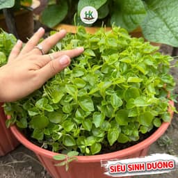Hạt giống Rau Càng Cua F1 Siêu Dinh Dưỡng (GÓI~1800 HẠT), Dễ Trồng, Trồng Quanh Năm - HK Seeds 1