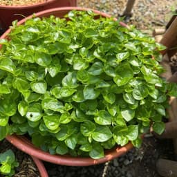 Hạt giống Rau Càng Cua F1 Siêu Dinh Dưỡng (GÓI~1800 HẠT), Dễ Trồng, Trồng Quanh Năm - HK Seeds 3