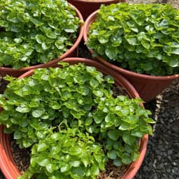 Hạt giống Rau Càng Cua F1 Siêu Dinh Dưỡng (GÓI~1800 HẠT), Dễ Trồng, Trồng Quanh Năm - HK Seeds 4