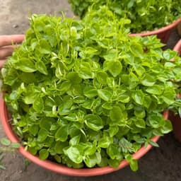 Hạt giống Rau Càng Cua F1 Siêu Dinh Dưỡng (GÓI~1800 HẠT), Dễ Trồng, Trồng Quanh Năm - HK Seeds 5