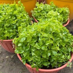 Hạt giống Rau Càng Cua F1 Siêu Dinh Dưỡng (GÓI~1800 HẠT), Dễ Trồng, Trồng Quanh Năm - HK Seeds 6