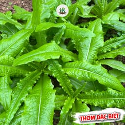 Hạt Giống Rau Diếp Nếp Thơm F1 Gói 3000 Hạt dễ trồng, nhanh thu hoạch, trồng quanh năm - Hạt Giống Nhà Nông 1