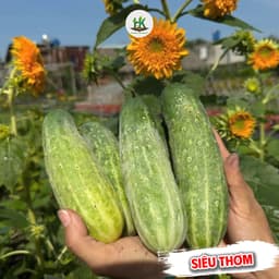 Hạt giống Dưa Chuột Nếp Ta Siêu Đậu Quả, Ăn Giòn Ngọt, Thơm, Năng Suất, Trồng Quanh Năm - HK Seeds 3