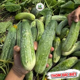 Hạt giống Dưa Chuột Nếp Ta Siêu Đậu Quả, Ăn Giòn Ngọt, Thơm, Năng Suất, Trồng Quanh Năm - HK Seeds 1