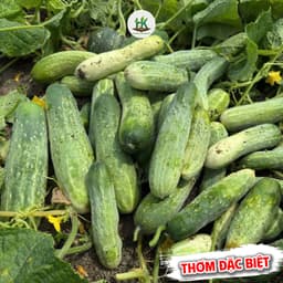 Hạt giống Dưa Chuột Nếp Ta Siêu Đậu Quả, Ăn Giòn Ngọt, Thơm, Năng Suất, Trồng Quanh Năm - HK Seeds 2