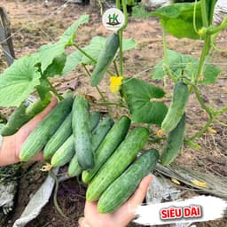 Hạt giống Dưa Leo Nếp Lai F1 Chịu Nhiệt Siêu Năng Suất , Thơm Đặc Biệt, Giòn, Không Đắng - Hạt Giống Nhà Nông 2