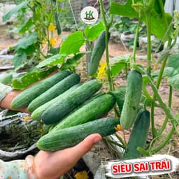 Hạt giống Dưa Leo Nếp Lai F1 Chịu Nhiệt Siêu Năng Suất , Thơm Đặc Biệt, Giòn, Không Đắng - Hạt Giống Nhà Nông 1