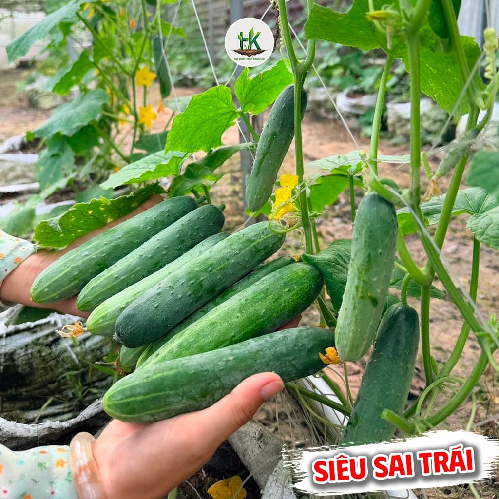 Hạt giống Dưa Leo Nếp Lai F1 Chịu Nhiệt Siêu Năng Suất , Thơm Đặc Biệt, Giòn, Không Đắng - Hạt Giống Nhà Nông