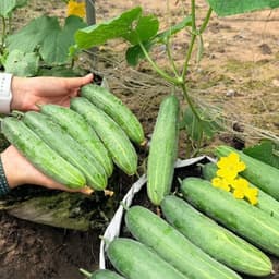 Hạt giống Dưa Leo Nếp Lai F1 Chịu Nhiệt Siêu Năng Suất , Thơm Đặc Biệt, Giòn, Không Đắng - Hạt Giống Nhà Nông 3