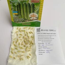 Hạt giống Dưa Leo Nếp Lai F1 Chịu Nhiệt Siêu Năng Suất , Thơm Đặc Biệt, Giòn, Không Đắng - Hạt Giống Nhà Nông 5