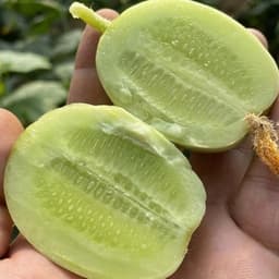 Hạt giống Dưa Chuột Leo Ngọc Nữ F1 Siêu Đậu Quả, Sai Trái, Ăn Giòn, Ngọt, Dễ Trồng - Hạt Giống Nhà Nông 4