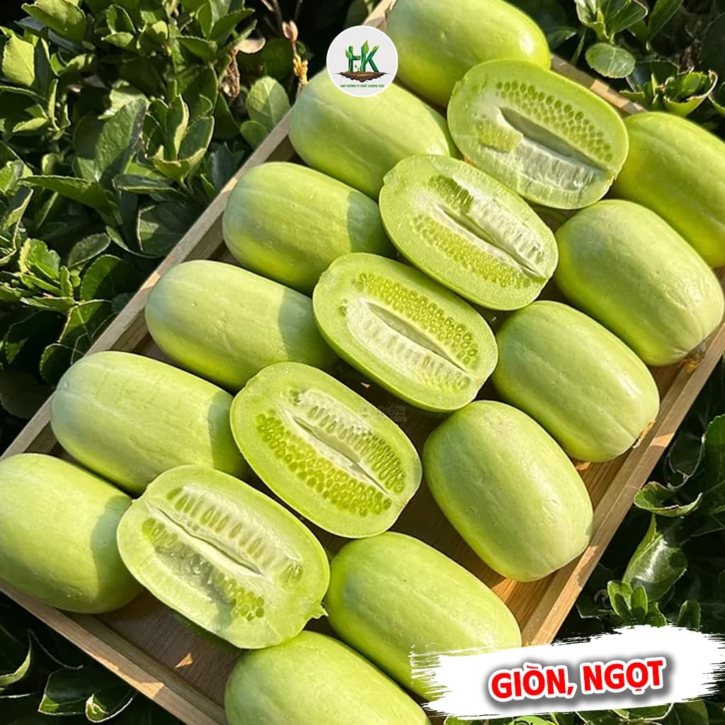 Hạt giống Dưa Chuột Leo Ngọc Nữ F1 Siêu Đậu Quả, Sai Trái, Ăn Giòn, Ngọt, Dễ Trồng - Hạt Giống Nhà Nông