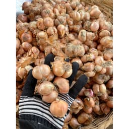 1Kg Hành Ta,Hành Kinh Môn Hải Dương,hành khô 70% đều đẹp ăn thơm ngon 2