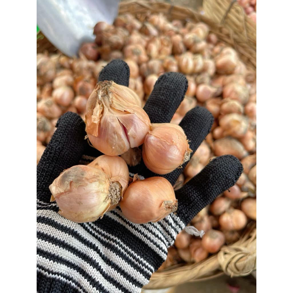1Kg Hành Ta,Hành Kinh Môn Hải Dương,hành khô 70% đều đẹp ăn thơm ngon