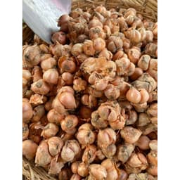 1Kg Hành Ta,Hành Kinh Môn Hải Dương,hành khô 70% đều đẹp ăn thơm ngon 4