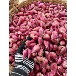 1Kg Hành Tím Lý Sơn, Hành Khô Đẹp Củ To, Hành Rất Thơm Ngon 3