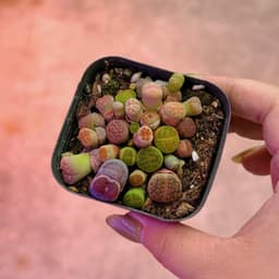 [mieugarden] Chậu sen mông phổ thông mini size 6cm mix nhiều loại cono + lithops + phong linh 2