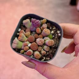 [mieugarden] Chậu sen mông phổ thông mini size 6cm mix nhiều loại cono + lithops + phong linh 3
