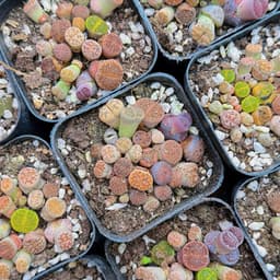 [mieugarden] Chậu sen mông phổ thông mini size 6cm mix nhiều loại cono + lithops + phong linh 4