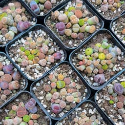 [mieugarden] Chậu sen mông phổ thông mini size 6cm mix nhiều loại cono + lithops + phong linh 5