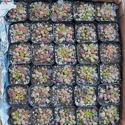 [mieugarden] Chậu sen mông phổ thông mini size 6cm mix nhiều loại cono + lithops + phong linh 6