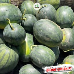 [GÓI 20 HẠT] Hạt giống Dưa Hấu F1 Siêu Ngọt, Trái To, Giống Chịu Nhiệt, Năng Suất Cao - Hạt Giống Nhà Nông 2