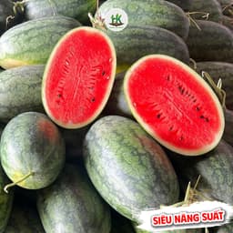 [GÓI 20 HẠT] Hạt giống Dưa Hấu F1 Siêu Ngọt, Trái To, Giống Chịu Nhiệt, Năng Suất Cao - Hạt Giống Nhà Nông 1