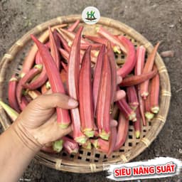 Hạt giống Đậu Bắp Đỏ Lùn F1 Siêu Trái, Ăn Giòn Ngon, Kháng Sâu Bệnh Tốt, Trồng Quanh Năm - Hạt Giống Nhà Nông 2