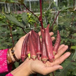 Hạt giống Đậu Bắp Đỏ Lùn F1 Siêu Trái, Ăn Giòn Ngon, Kháng Sâu Bệnh Tốt, Trồng Quanh Năm - Hạt Giống Nhà Nông 3