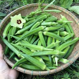 Hạt Giống Đậu Bắp Xanh Lùn Siêu Trái Ngon, Kháng Sâu Bệnh, Sinh Trưởng Tốt  2