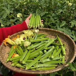 Hạt Giống Đậu Bắp Xanh Lùn Siêu Trái Ngon, Kháng Sâu Bệnh, Sinh Trưởng Tốt  3