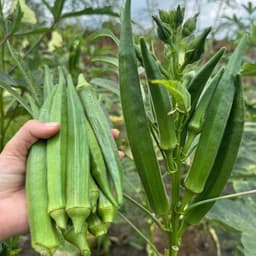 Hạt Giống Đậu Bắp Xanh Lùn Siêu Trái Ngon, Kháng Sâu Bệnh, Sinh Trưởng Tốt  4