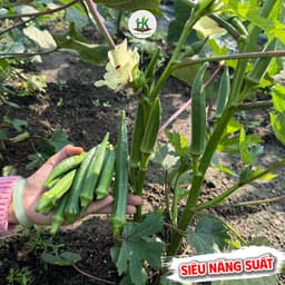 Hạt Giống Đậu Bắp Xanh Lùn Siêu Trái Ngon, Kháng Sâu Bệnh, Sinh Trưởng Tốt  5