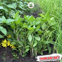 Hạt Giống Rau Húng Quế (Húng Chó) Siêu Thơm, Dễ Trồng, Sinh Trưởng Nhanh, Trồng Quanh Năm -Hạt Giống Nhà Nông 2