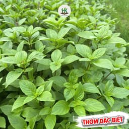 Hạt Giống Rau Húng Quế (Húng Chó) Siêu Thơm, Dễ Trồng, Sinh Trưởng Nhanh, Trồng Quanh Năm -Hạt Giống Nhà Nông 1