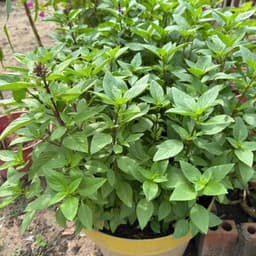 Hạt Giống Rau Húng Quế (Húng Chó) Siêu Thơm, Dễ Trồng, Sinh Trưởng Nhanh, Trồng Quanh Năm -Hạt Giống Nhà Nông 4