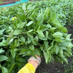 Hạt Giống Rau Húng Quế (Húng Chó) Siêu Thơm, Dễ Trồng, Sinh Trưởng Nhanh, Trồng Quanh Năm -Hạt Giống Nhà Nông 3
