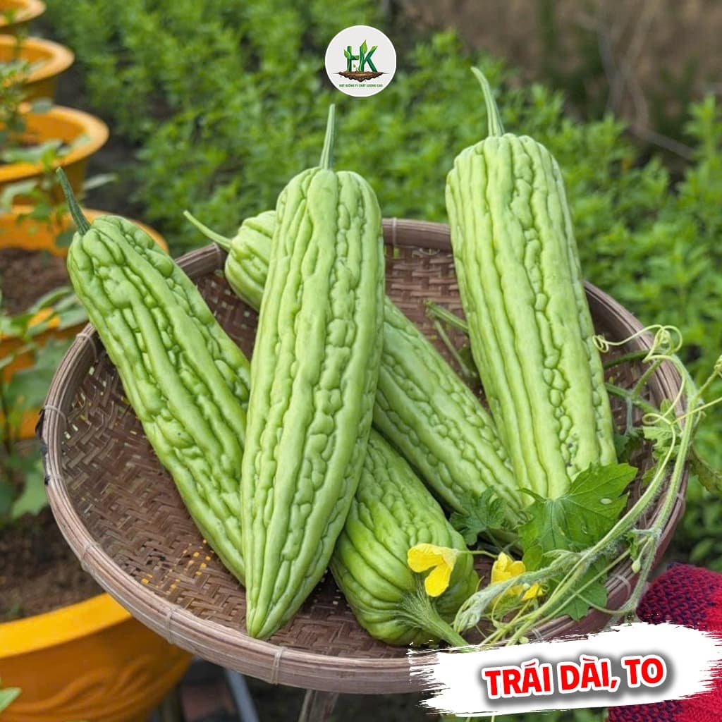[GÓI 10 HẠT] Hạt giống Khổ Qua (Mướp Đắng) F1 Trái To, Năng Suất Cao, Trồng Quanh Năm - Hạt Giống Nhà Nông