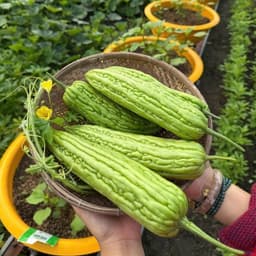 [GÓI 10 HẠT] Hạt giống Khổ Qua (Mướp Đắng) F1 Trái To, Năng Suất Cao, Trồng Quanh Năm - Hạt Giống Nhà Nông 3