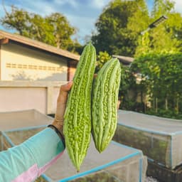 [GÓI 10 HẠT] Hạt giống Khổ Qua (Mướp Đắng) F1 Trái To, Năng Suất Cao, Trồng Quanh Năm - Hạt Giống Nhà Nông 5