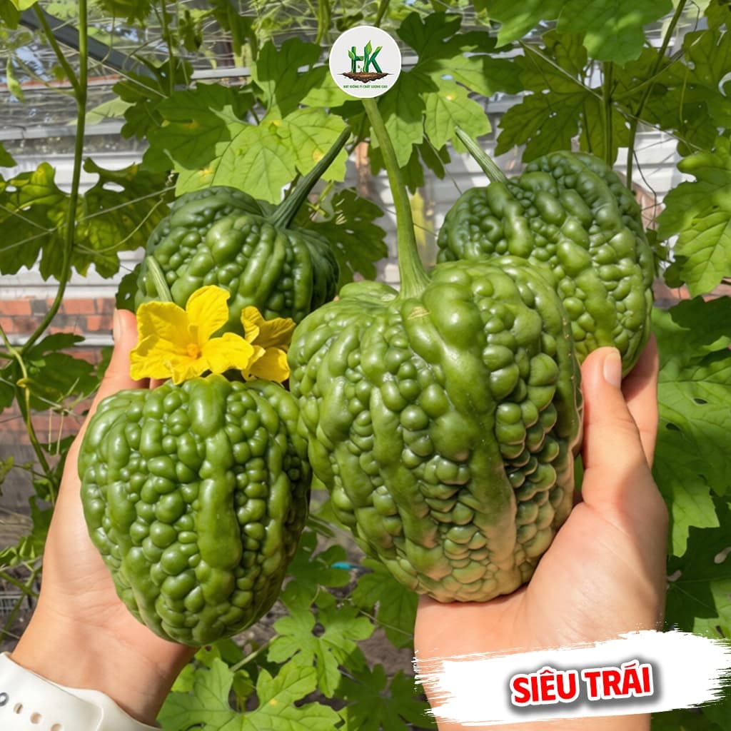 Hạt giống Khổ Qua Trái Tim Xanh F1 (Mướp Đắng Trái Tim) F1 Dễ Trồng, Đẹp Mắt, Chịu Nhiệt- Hạt Giống Nhà Nông