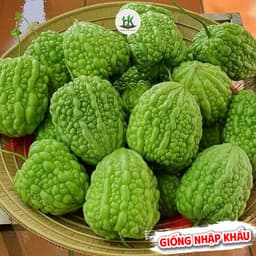 Hạt giống Khổ Qua Trái Tim Xanh F1 (Mướp Đắng Trái Tim) F1 Dễ Trồng, Đẹp Mắt, Chịu Nhiệt- Hạt Giống Nhà Nông 2