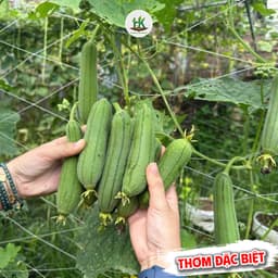 Hạt giống Mướp Hương Baby (Hương Xưa) Siêu Trái, Thơm Ngọt, Dễ Chăm Sóc, Trồng Quanh Năm - Hạt Giống Nhà Nông 3