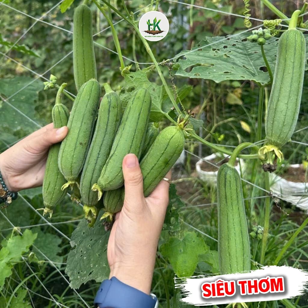 Hạt giống Mướp Hương Baby (Hương Xưa) Siêu Trái, Thơm Ngọt, Dễ Chăm Sóc, Trồng Quanh Năm - Hạt Giống Nhà Nông