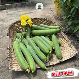 Hạt giống Mướp Hương Ta F1 Siêu Thơm, Siêu Trái, Dễ Trồng, Chịu Nhiệt, (Gói 2G~20 Hạt) - Hạt Giống Nhà Nông 2